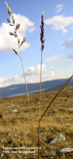 Finnmarkrørkvein